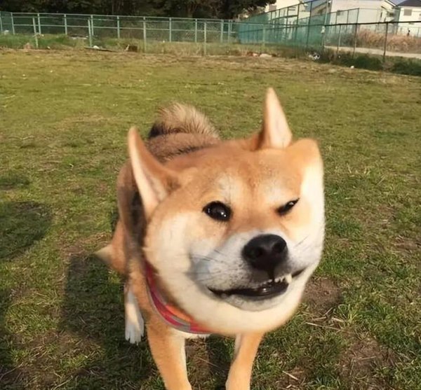 淘配网 柴犬笑容迷倒万千网友，却藏致命缺点，你敢养吗？