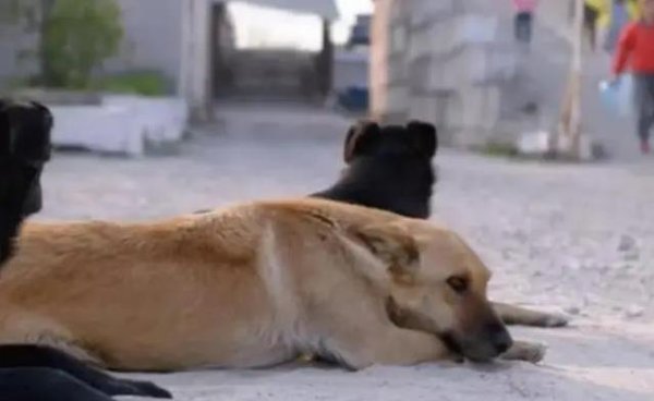 嘉创配资 你家狗狗能活多久？十大长寿犬种揭秘，排名第一竟是它