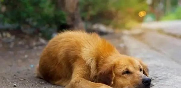 策略通 流浪狗饿到翻垃圾桶，好心投喂却害了它们？真相让人心疼