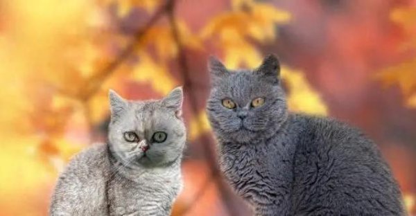 爱优配 猫咪凭啥迷倒全球人？高冷又黏人，个个甘当猫奴！