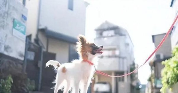 同花证券 遛狗踩雷5大路线，避开危险地儿，狗狗开心又安全